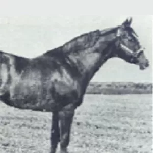 Go Man Go, 2000 Inductee to the Texas Horse Racing Hall of Fame.
