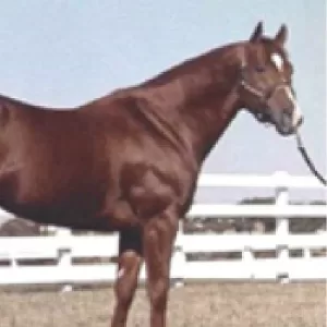 Special Effort, 2001 Inductee to the Texas Horse Racing Hall of Fame.