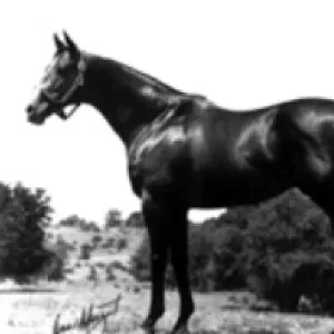 Staunch Avenger, 2002 Inductee to the Texas Horse Racing Hall of Fame.
