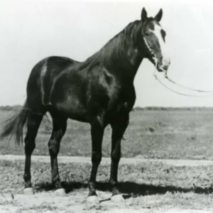 Top Deck, 2009 Inductee to the Texas Horse Racing Hall of Fame.