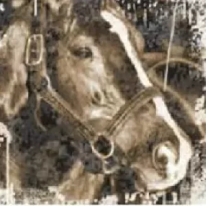 Valid Expectations, 2012 Inductee to the Texas Horse Racing Hall of Fame.