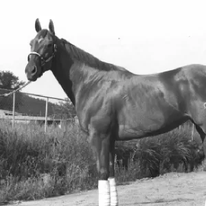 Dashingly, 2013 Inductee to the Texas Horse Racing Hall of Fame.