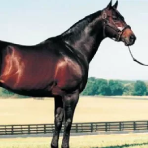 Hadif, 2013 Inductee to the Texas Horse Racing Hall of Fame.