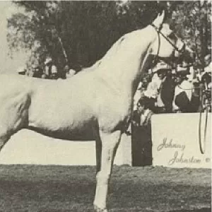 Kontiki, 2013 Inductee to the Texas Horse Racing Hall of Fame.