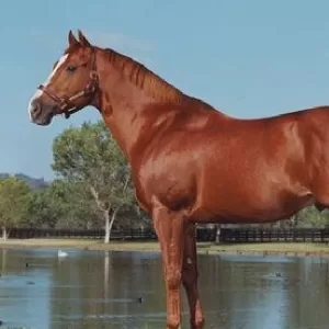 First Down Dash, 2016 Inductee to the Texas Horse Racing Hall of Fame.