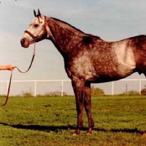 Creole Dancer, 2017 Inductee to the Texas Horse Racing Hall of Fame.