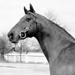 Bold Venture, 2018 Inductee to the Texas Horse Racing Hall of Fame.