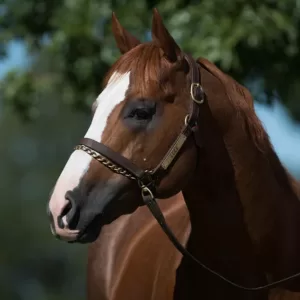Photo of One Famous Eagle, 2018 Inductee to the Texas Horse Racing Hall of Fame.