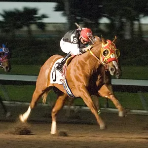 Square photo of One Famous Eagle, 2018 Inductee to the Texas Horse Racing Hall of Fame.