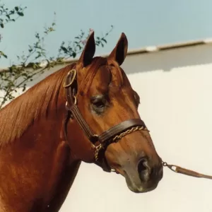 Streakin Six, 2019 Inductee to the Texas Horse Racing Hall of Fame.