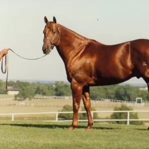 Streakin Six, 2019 Inductee to the Texas Horse Racing Hall of Fame.