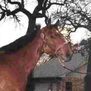 Refrigerator, 2022 Inductee to the Texas Horse Racing Hall of Fame.