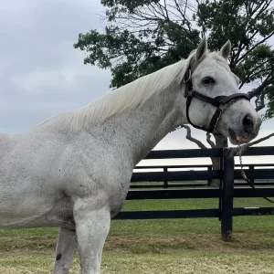 Too Much Bling (TB), 2025 Inductee to the Texas Horse Racing Hall of Fame.