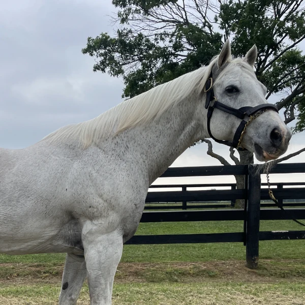 Too Much Bling (TB), 2025 Inductee to the Texas Horse Racing Hall of Fame.
