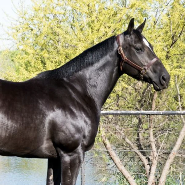 Havanah Goodtime (QH), 2025 Inductee to the Texas Horse Racing Hall of Fame.